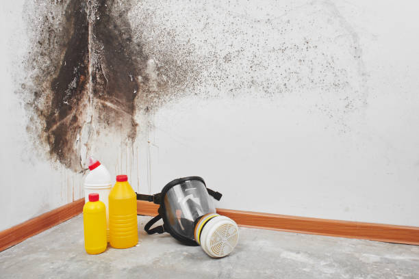 Best Post-Flood Mold Remediation in Brandon, SD