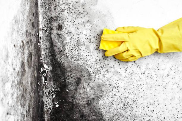 Best Post-Flood Mold Remediation in Brandon, SD