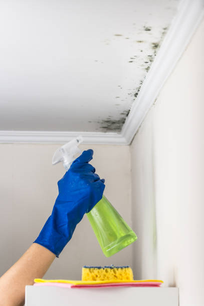 Best Attic Mold Remediation in Brandon, SD